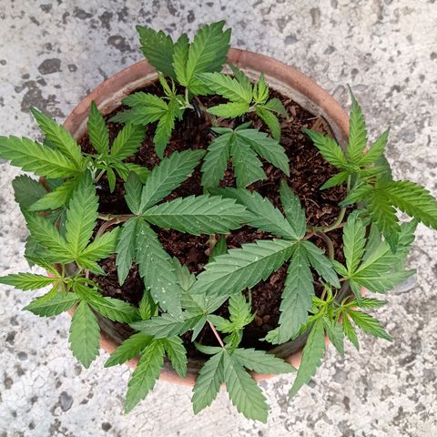 MK 1 growlog timeline photo
