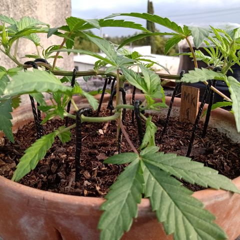 MK 1 growlog timeline photo