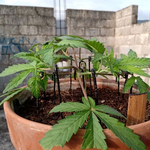 MK 1 growlog timeline photo