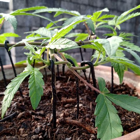 MK 1 growlog timeline photo