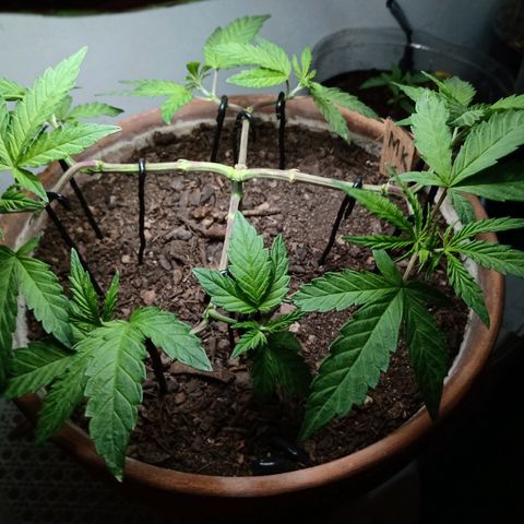 MK 1 growlog photo: Defoliacion de la segunda etapa