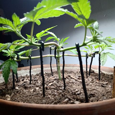 MK 1 growlog photo: Defoliacion de la segunda etapa