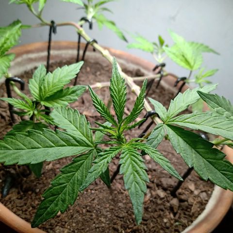 MK 1 growlog photo: Defoliacion de la segunda etapa