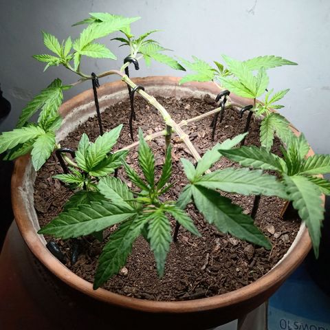 MK 1 growlog photo: Defoliacion de la segunda etapa
