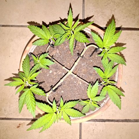 MK 1 growlog photo: Segunda defoliacion