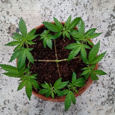 MK 1 growlog photo: 6:58 am