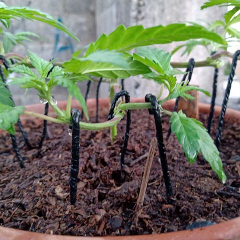 MK 1 growlog photo: 6:58 am
