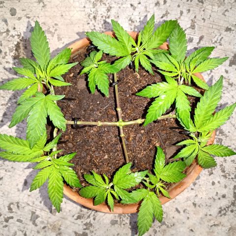 MK 1 growlog photo: 6:58 am
