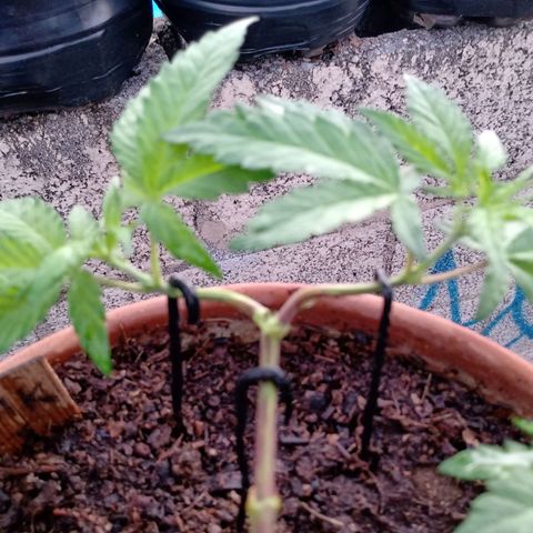 MK 1 growlog photo: 6:58 am