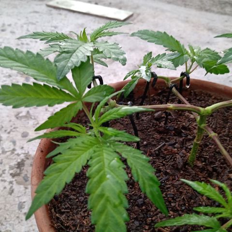 MK 1 growlog photo: 6:58 am