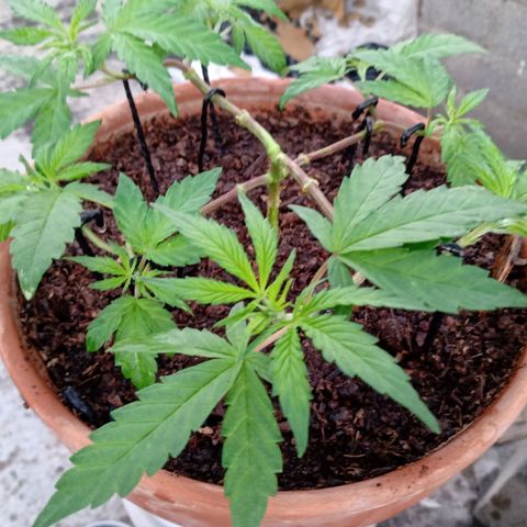 MK 1 growlog photo: 6:58 am
