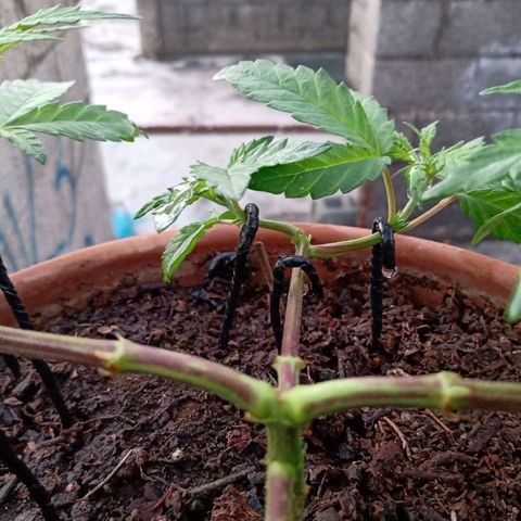MK 1 growlog timeline photo