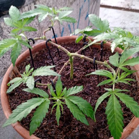 MK 1 growlog photo: 6:58 am