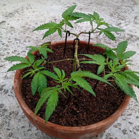MK 1 growlog photo: 6:58 am