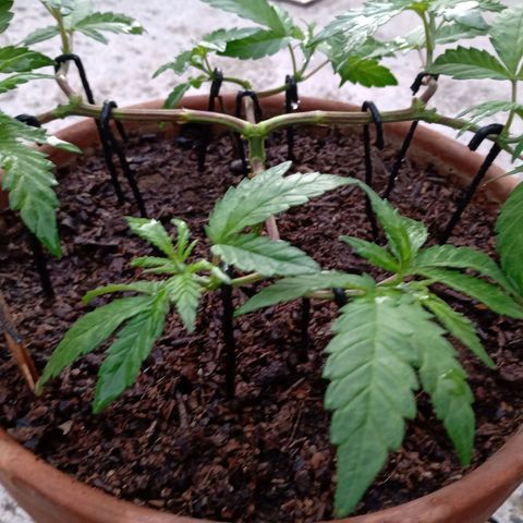 MK 1 growlog photo: 6:58 am
