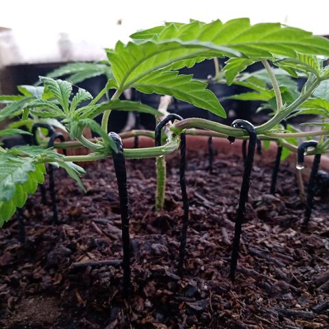 MK 1 growlog photo: 6:58 am