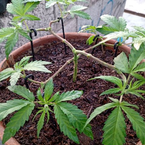MK 1 growlog timeline photo