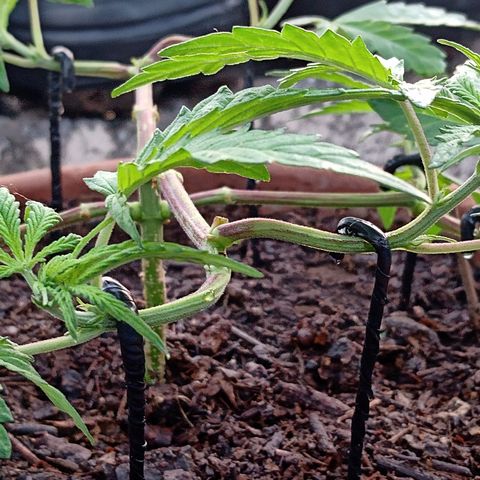 MK 1 growlog timeline photo