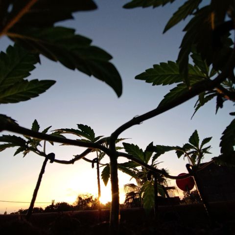 MK 1 growlog timeline photo