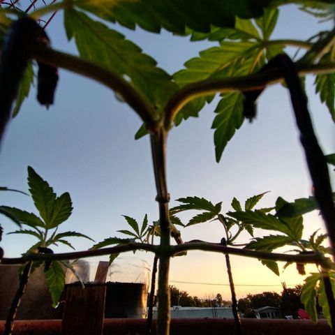 MK 1 growlog timeline photo