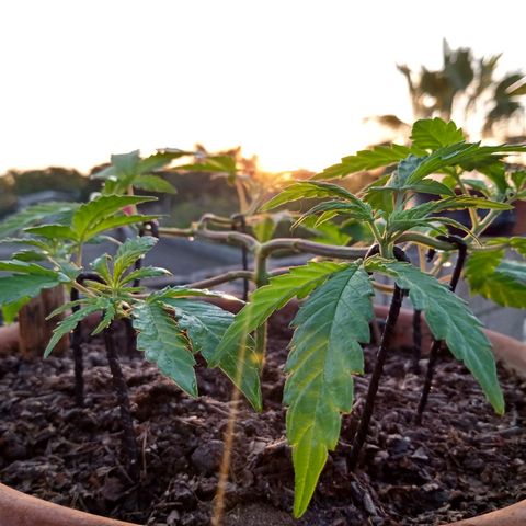 MK 1 growlog timeline photo