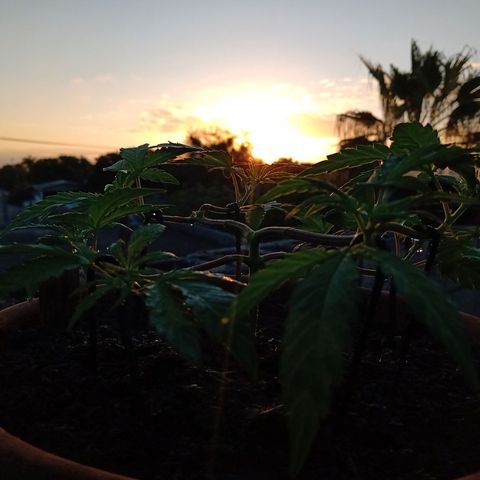 MK 1 growlog timeline photo