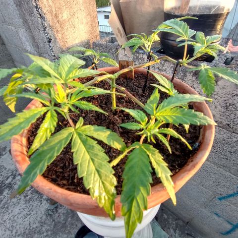 MK 1 growlog timeline photo