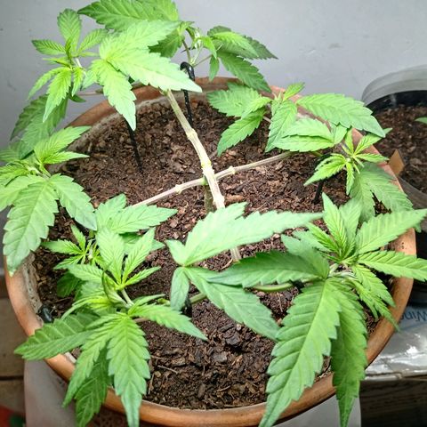 MK 1 growlog timeline photo