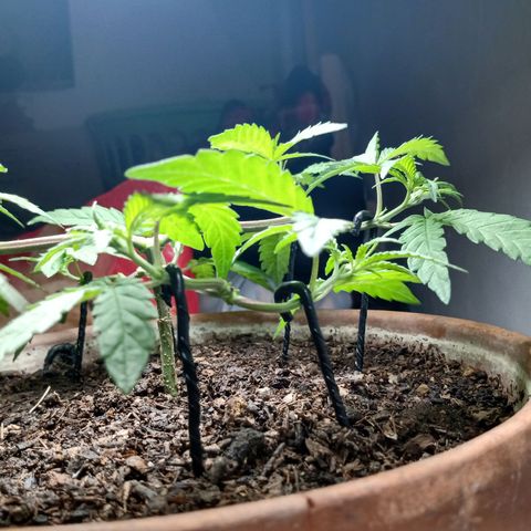 MK 1 growlog timeline photo