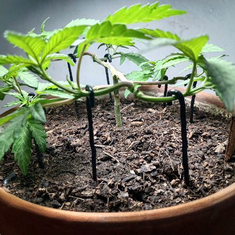 MK 1 growlog timeline photo