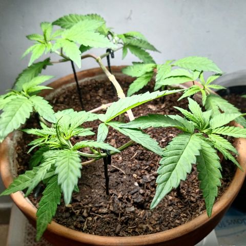 MK 1 growlog timeline photo