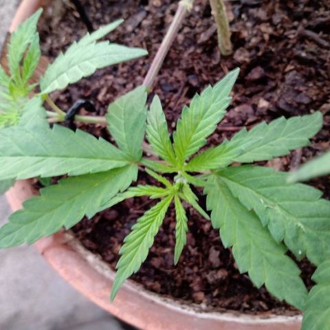 MK 1 growlog timeline photo
