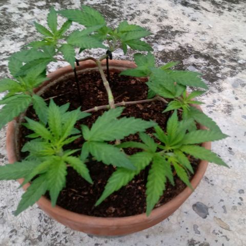 MK 1 growlog timeline photo