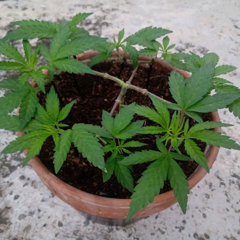 MK 1 growlog timeline photo