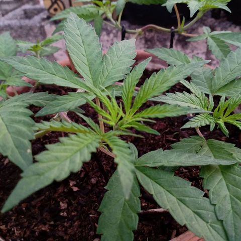MK 1 growlog timeline photo