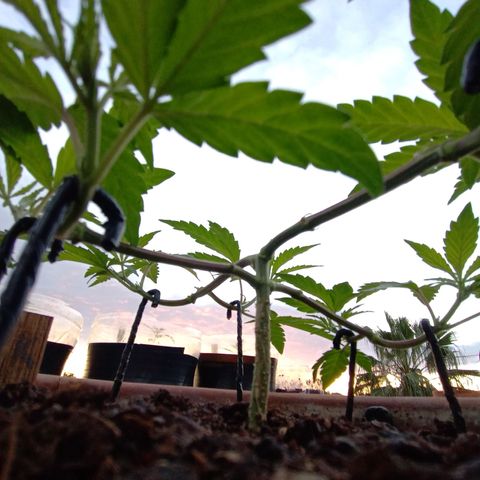 MK 1 growlog timeline photo