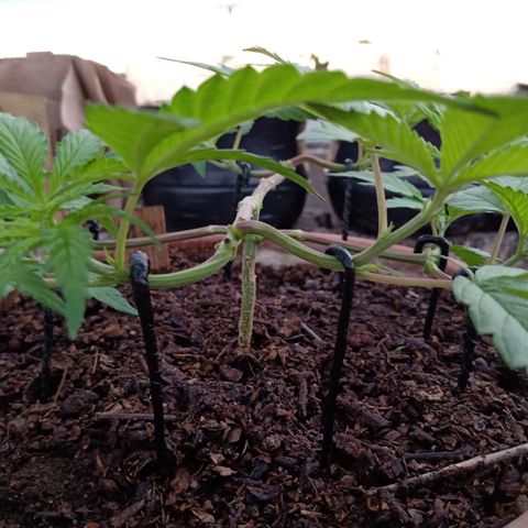 MK 1 growlog timeline photo