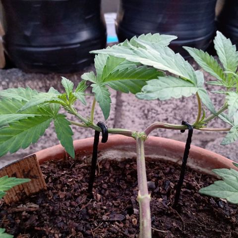 MK 1 growlog timeline photo