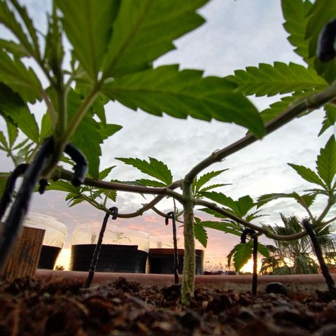 MK 1 growlog timeline photo