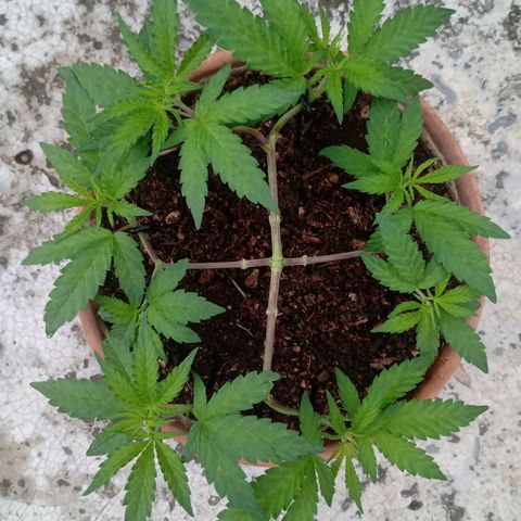 MK 1 growlog timeline photo