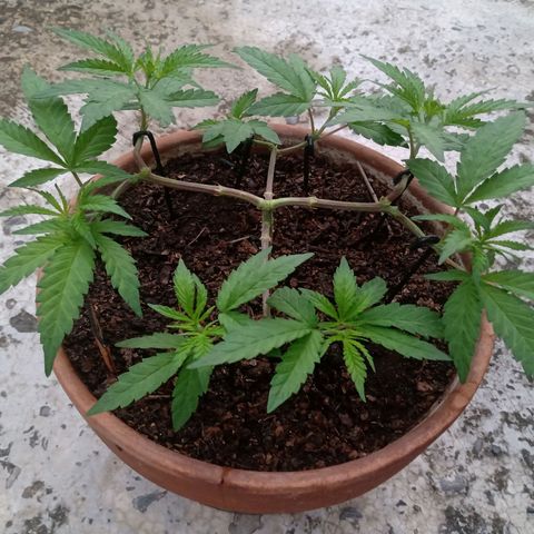 MK 1 growlog timeline photo