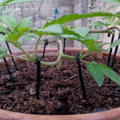 MK 1 growlog timeline photo