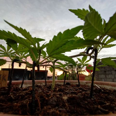MK 1 growlog timeline photo