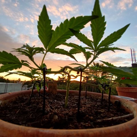 MK 1 growlog timeline photo