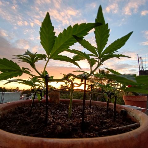 MK 1 growlog timeline photo
