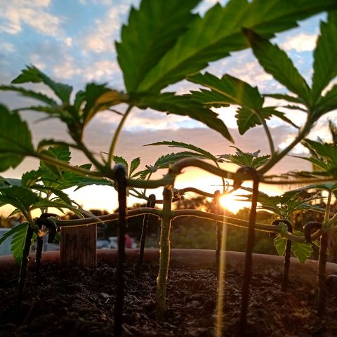 MK 1 growlog timeline photo