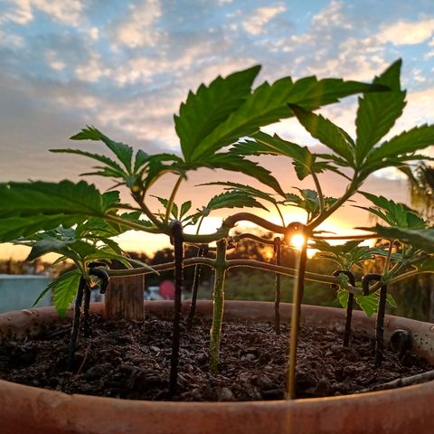 MK 1 growlog timeline photo