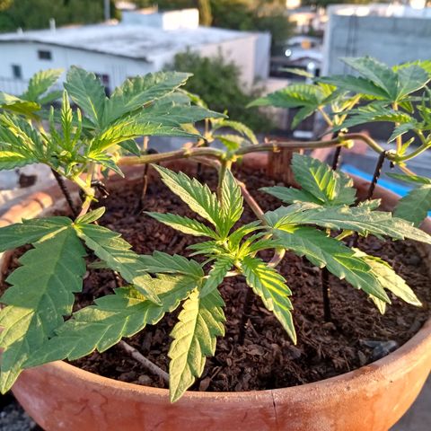 MK 1 growlog timeline photo