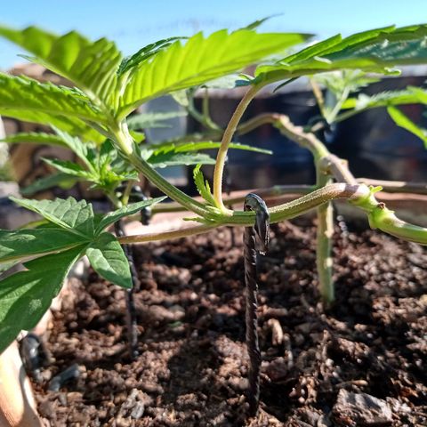 MK 1 growlog timeline photo