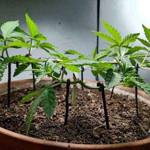 MK 1 growlog timeline photo